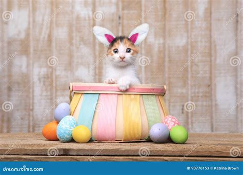 Adorable Kitten Inside An Easter Basket Wearing Bunny Ears Stock Image