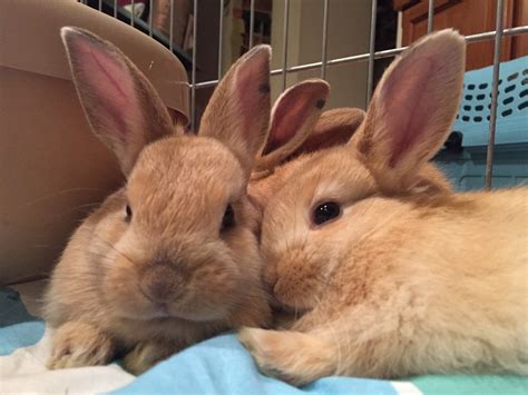 Find Forever Homes Adoption Adopt A Bunny Rabbit