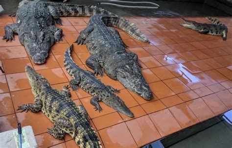 Сиамский крокодил — описание вида ареал обитания образ жизни и