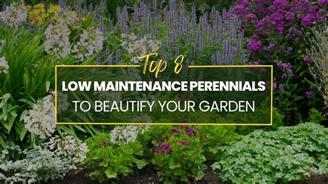 Low Maintenance Perennials 8 Plants To Beautify Your Garden Youtube