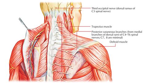 Lumbar And Sacral Nerves