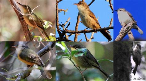 Account Passeriformes05 Bird Families Of The World