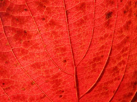 Veins Of A Red Autumn Leaf Clippix Etc Educational Photos For