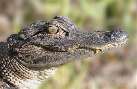 Alligator Students Britannica Kids Homework Help