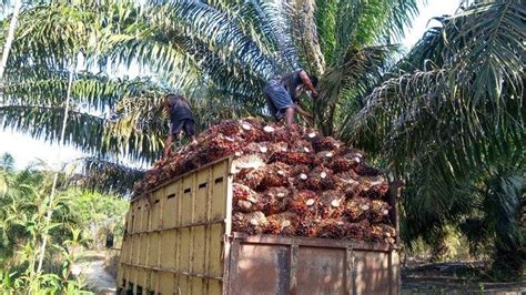 Harga TBS Sawit Bangka Melambung Satu Truk Tembus Rp 16 Juta