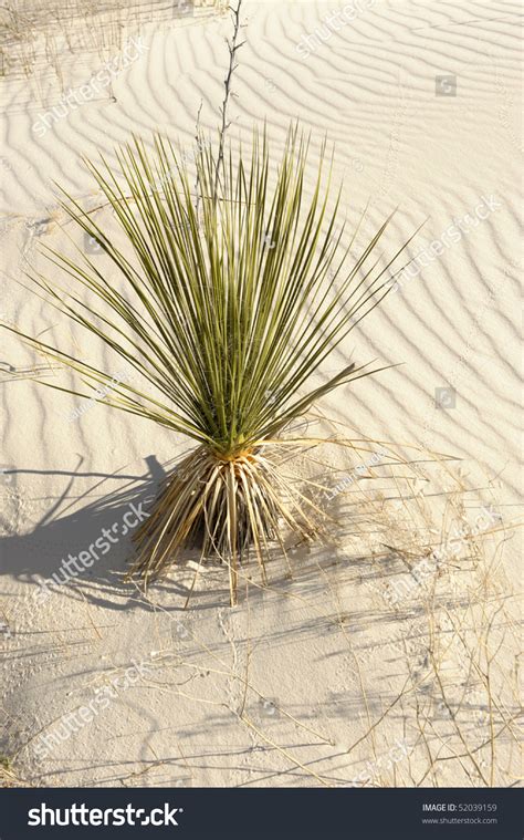 Nice Cactus Image In White Sands New Mexico Stock Photo 52039159