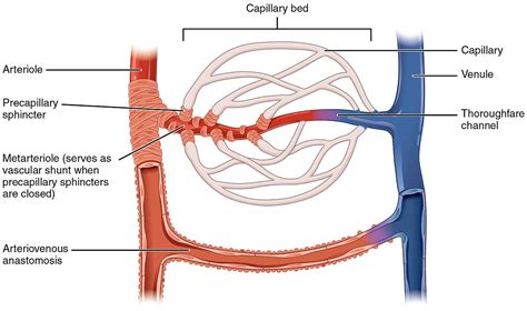 Blood vessels are an integral component of the circulatory system. Metarteriole - Wikipedia