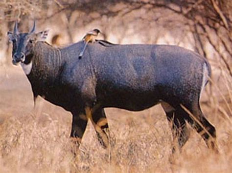 Cj van der linde replaces j. Maha: MLA defends 'culling' blue bull for destroying crop ...