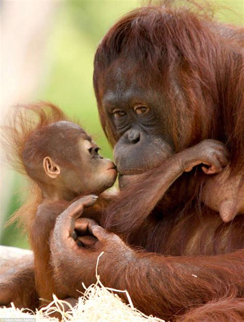Baby Orangutan Gives Her Mother A Peck At The Apenheul