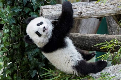 The Mystery Of Why Pandas Are Black And White Has Been Solved News