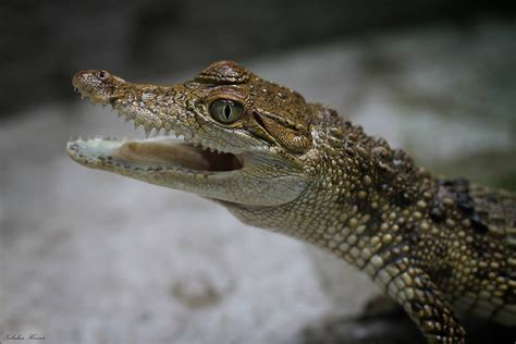 Philippine Crocodile Crocodylus Mindorensis The Philippine Crocodile