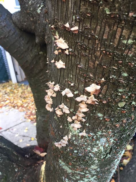 What Is This Fungus Growing On My Cherry Tree And Should I Try To Kill