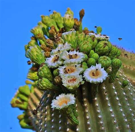 Saguaro Cactus Flower Images Sonoran Desert Pictures Live Science