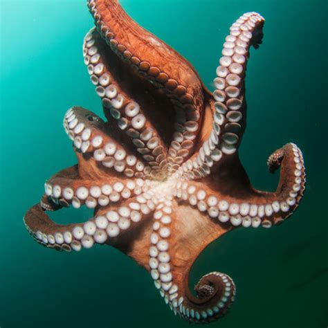 Giant Pacific Octopus Facts And Beyond Biology Dictionary