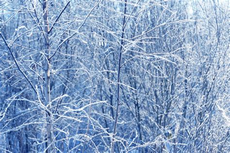 Tree Branches Frozen In The Ice Frozen Tree Branch In Winter Forest