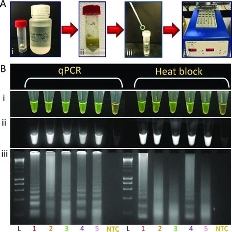 Determination Of Lamp Assays Limit Of Detection Using 10 Fold Serially