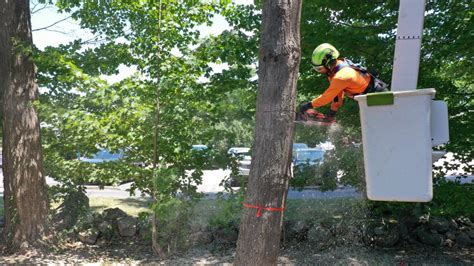 Tree Removal Services In Stoughton Ma Walnut Tree Service