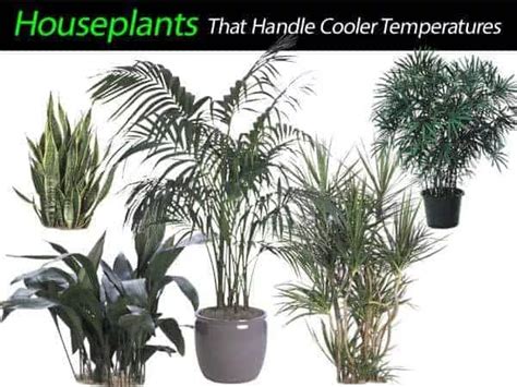 Plants For Cold Rooms Discover Cold Tolerant Houseplants Pasta