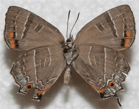 State Insect Of Colorado The Colorado Hairstreak Butterfly Owlcation