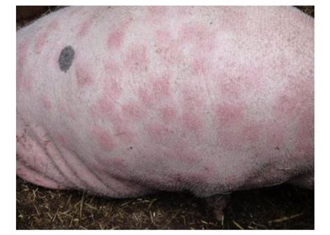 Major Zoonotic Diseases Transmitted By Pigs Vet Extension