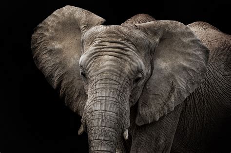 Wallpaper Animals Elephant Black Background Closeup Animal Ears