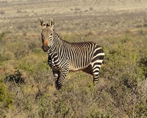 Mountain Zebra Facts Diet Habitat And Pictures On Animaliabio