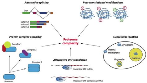 Overview Of Proteome Complexity Numerous Factors Contribute To The