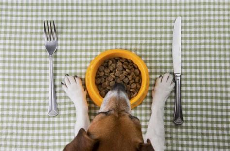 This can be split into at least 2 and preferably 3 meals per day. How Much and How Often Should I Feed My Dog