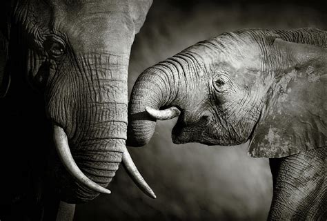 Elephant Affection Photograph By Johan Swanepoel Pixels