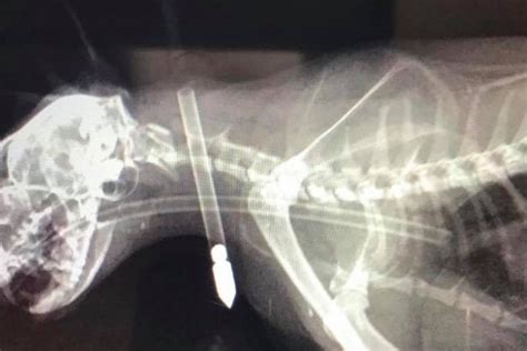 Um zum heutigen ergebnis zu gelangen. Junge Frau schreit, als sie in den Garten geht und ihre ...