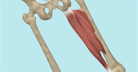 The Adductors What Are The Adductor Muscles Medical A