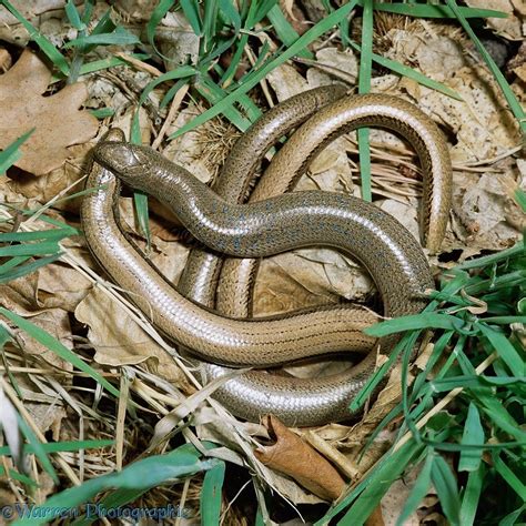 Slow Worms Mating Photo Slow Worm British Wildlife Wildlife Nature