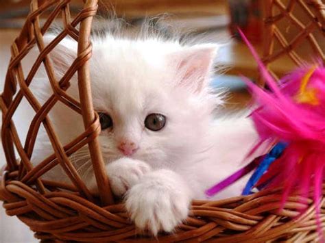 We have 59+ background pictures for you! 50 HD Cute Cat Wallpapers for Your Desktop