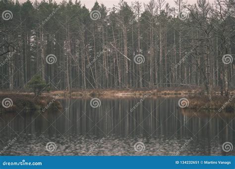 Swamp Landscape View With Dry Pine Trees Reflections In Water And