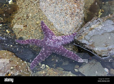 A Purple Sea Star Stock Photo Alamy