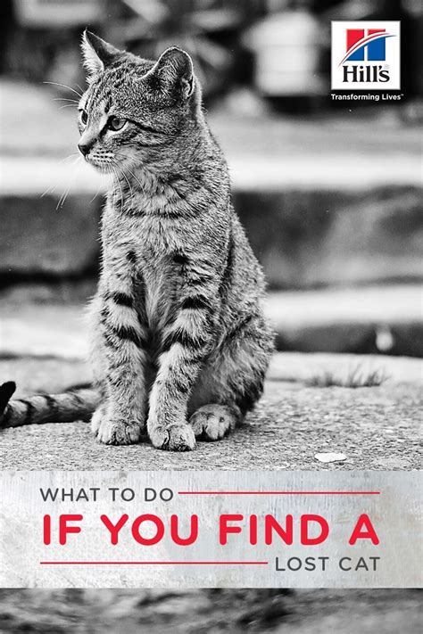 Spayed or neutered cats aren't as restless and as active as they once were. What Should I Do if I Find a Lost Cat? | Lost cat, Cats ...