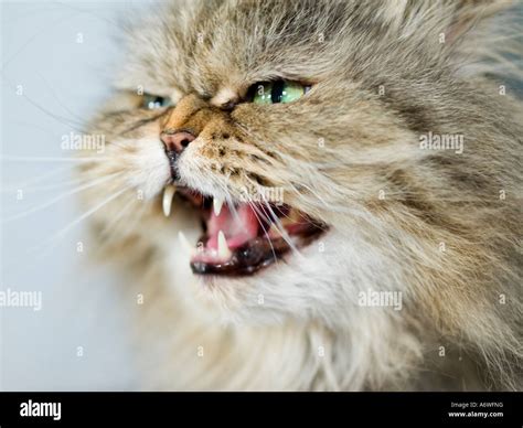 Pr Aggressive Persian Cat Hissing And Showing The Teeth Stock Photo Alamy