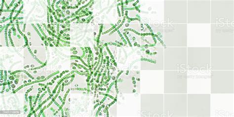 Nostoc Sp Algae Under Microscopic View Cyanobacteria Toxic Water Stock