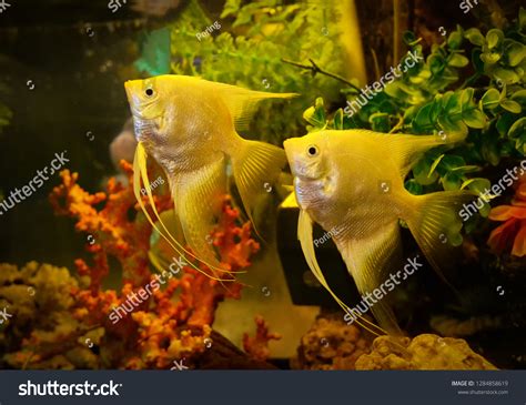 Fish Tank Underwater Photography Digitalizandop