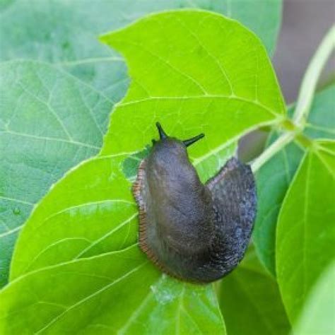 Keeping Slugs Out Of Your Garden Thriftyfun