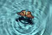 ¿El ‘efecto mariposa’ realmente funciona?