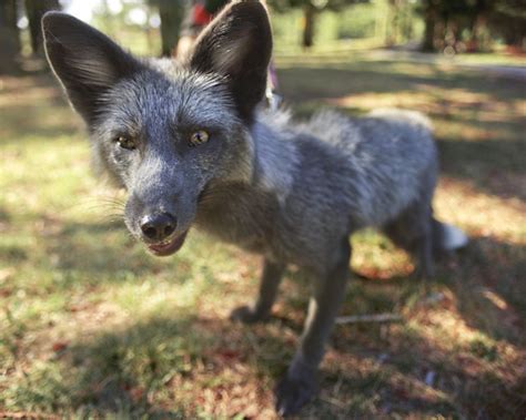 Silver Fox Meet Roxy A Domesticated Silver Fox Residing I Flickr