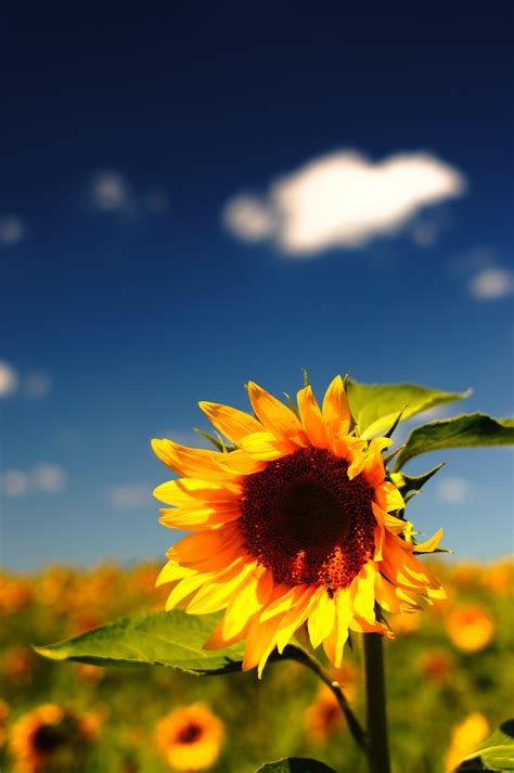1920x1080 Resolution Tilt Shift Lens Photography Of Sunflower Hd