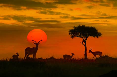 Südafrika Afrika Sonnenuntergang Wüste African Sunset With Silhouette