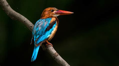 White Throated Kingfisher 4k Ultra Hd Wallpaper Background Image