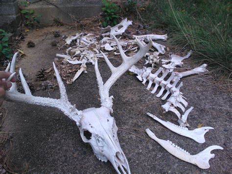 Are Deer Carcass Bones Safe For Dogs