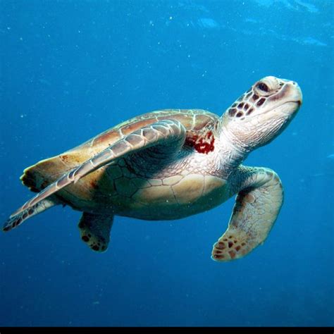 Sea Turtles Always Look So Angry Turtle Green Sea Turtle Sea Turtle