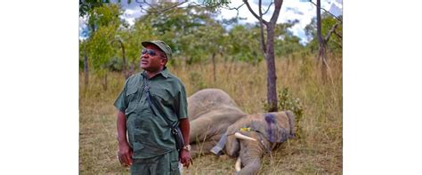 Há Três Anos Que Não Há Abate De Elefantes No Niassa E Na Gorongosa