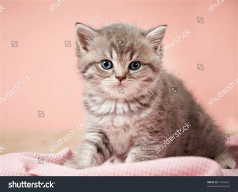 Little Kitten Stock Photo 91069661 Shutterstock