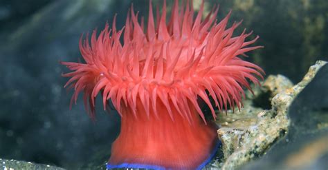 Sea Anemone Pictures Az Animals